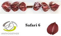 Anthurium Safari 13cm Hd