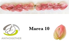 Anthurium Marea 9cm Hd
