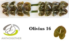 Anthurium Olivius 11cm Hd