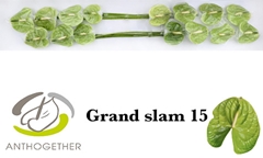 Anthurium Grand Slam 7cm Hd