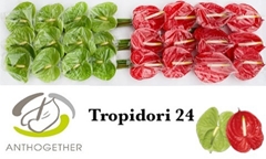 Anthurium Tropidori Mix 11cm Hd