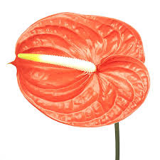 Anthurium Naranja 13cm Hd