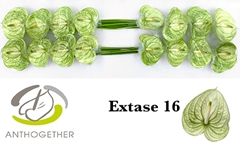 Anthurium Extase 11cm Hd
