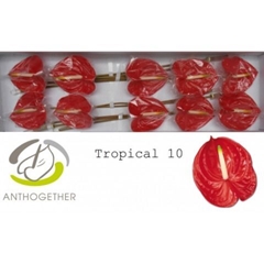 Anthurium Tropical 15cm Hd