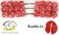 Anthurium Rambla 11cm Hd