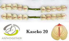 Anthurium Kaseko 9cm Hd
