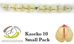 Anthurium Kaseko 9cm Hd