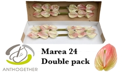 Anthurium Marea 13cm Hd