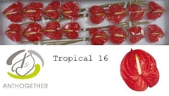 Anthurium Tropical 11cm Hd
