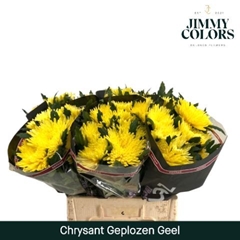 Chrysanth Single Painted Topspin Yellow 70cm 70gr.