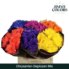 Chrysanth Single Painted Topspin Mix 70cm 70gr.