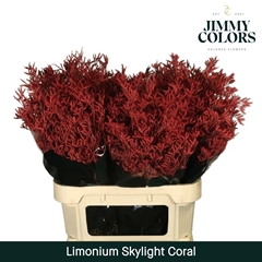 Limonium Painted Skylight Coral 80cm 30gr.
