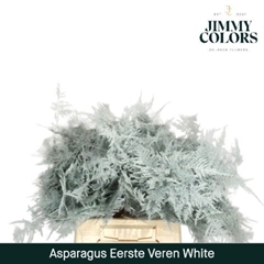 Asparagus Setaceus Painted White 45cm