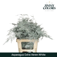 Asparagus Setaceus Painted White 65cm