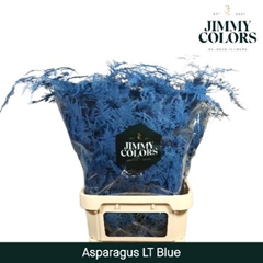 Asparagus Setaceus Painted Blue 80cm