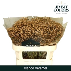 Gypsophila Painted Xlence Caramel 70cm 20gr.