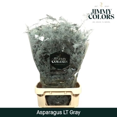 Asparagus Setaceus Painted Grey 80cm
