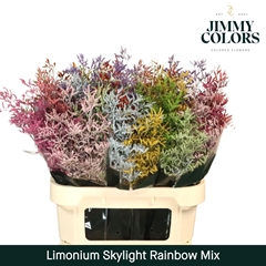 Limonium Painted Skylight Rainbow Mix 70cm 25gr.