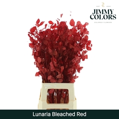 Lunaria Red Per Bunch 80cm