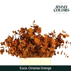 Eucalyptus Cinerea Painted Orange Per Bunch 70cm 200gr.