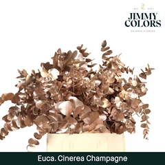 Eucalyptus Cinerea Painted Champagne Per Bunch 70cm 200gr.