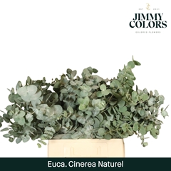 Eucalyptus Cinerea 70cm