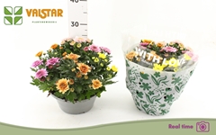 Chrysanth Elixer 23Ø 25cm