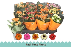 Kalanchoe Double Mix 9Ø 22cm