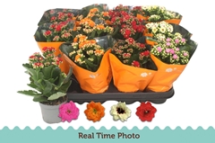 Kalanchoe Double Mix 9Ø 22cm