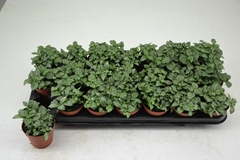 Fittonia Mosaic Marble Green 8Ø 12cm