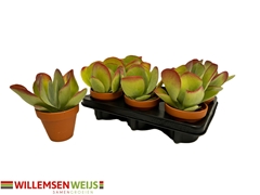 Kalanchoe Thyrsiflora 11Ø 19cm