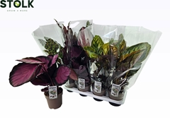 Calathea Mixed 4 Varietys 14Ø 55cm
