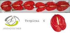Anthurium Tropical 13cm Hd