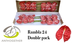 Anthurium Rambla 13cm Hd