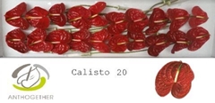 Anthurium Calisto 9cm Hd