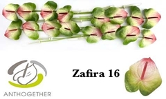 Anthurium Zafira 11cm Hd