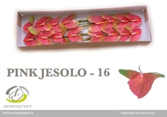 Anthurium Pink Jesolo 11cm Hd