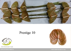 Anthurium Prestige 15cm Hd