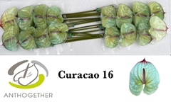Anthurium Painted Curacao 11cm Hd