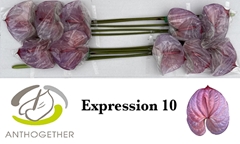 Anthurium Painted Expression 15cm Hd