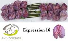 Anthurium Painted Expression 11cm Hd