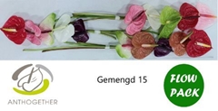 Anthurium Mix 4 Colours 7cm Hd