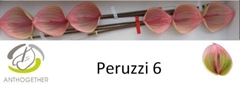 Anthurium Peruzzi 13cm Hd