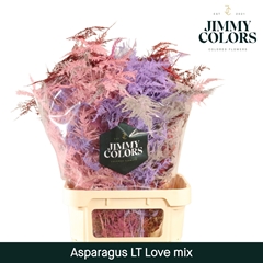 Asparagus Setaceus Painted Love Mix 80cm
