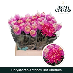 Chrysanth Single Painted Antonov Hot Cherries 70cm 110gr.