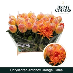Chrysanth Single Painted Antonov Orange Flame 70cm 110gr.