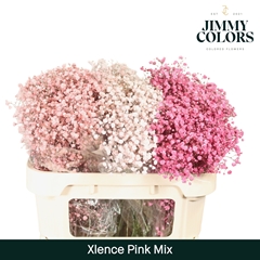 Gypsophila Painted Xlence Pink Mix 70cm 20gr.