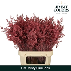 Limonium Painted Misty Blue Pink 90cm 40gr.