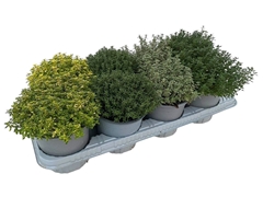 Garden Herbs Mix 14Ø 25cm