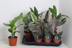 Calathea Mixed 3 Varietys 14Ø 45cm